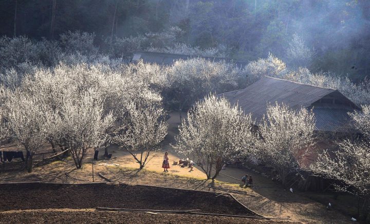 Khách đổ về cao nguyên Bắc Hà, chiêm ngưỡng vẻ đẹp mỗi năm chỉ xuất hiện 1 lần